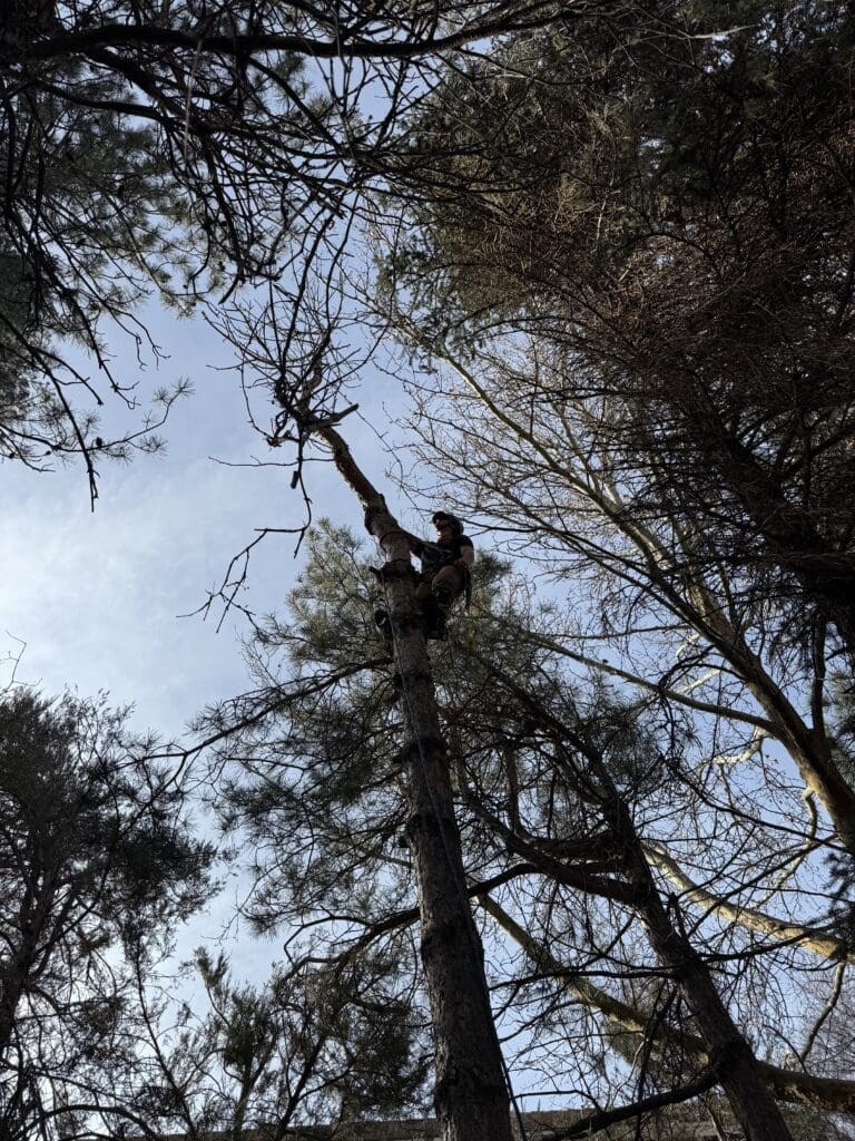Person climbing a tree in a harness for reno tree removal near me service
